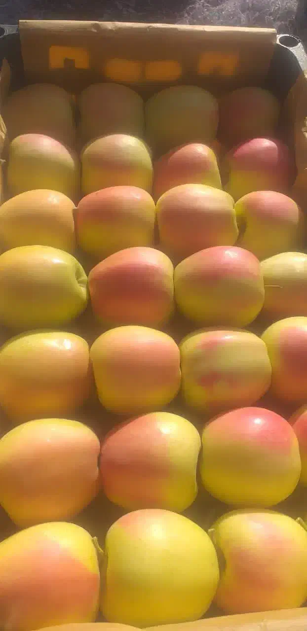 انواع نهال سیب|خدمات باغبانی و درختکاری|بازرگان, |دیوار