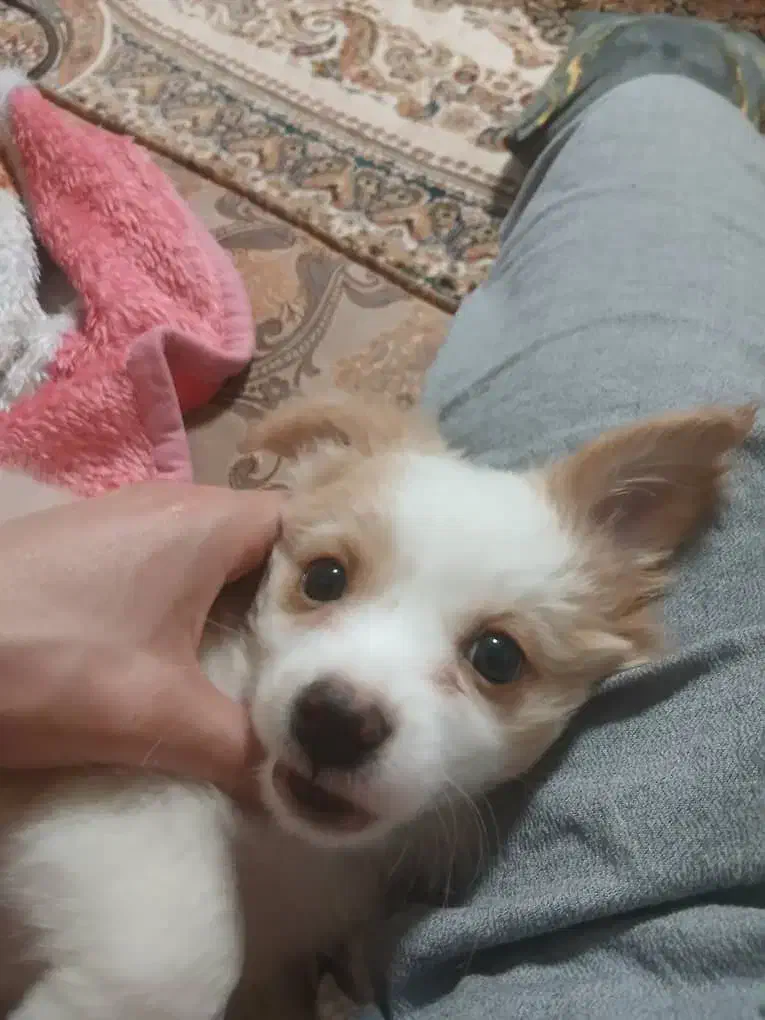 سگ پامر|سگ|فولادشهر, مسکن مهر فولادشهر|دیوار