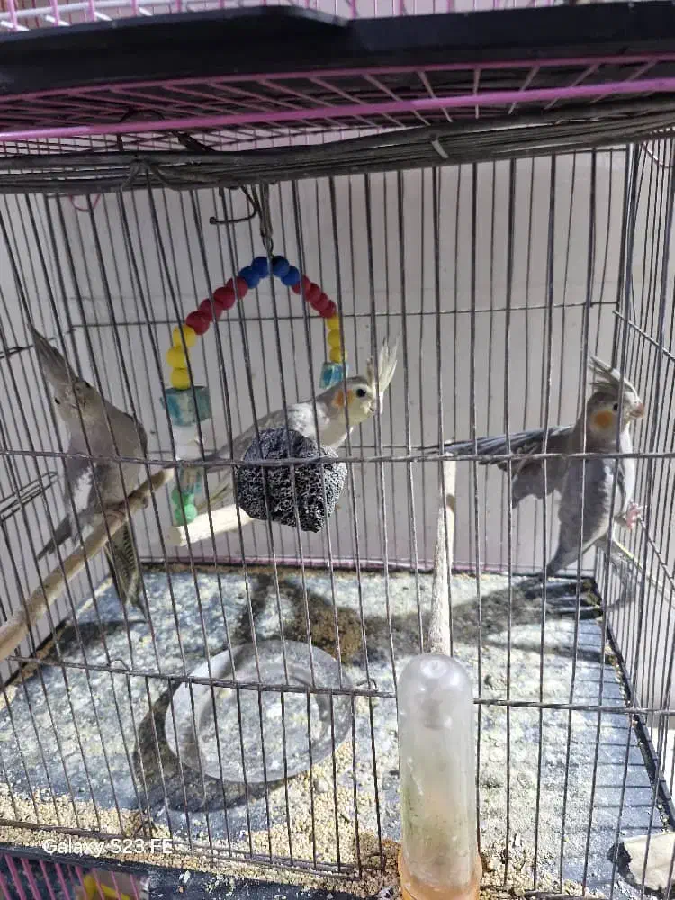 ۴عدد هلندی|پرنده|گتوند, |دیوار