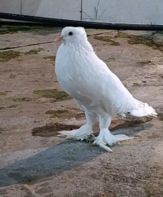 کبوتر ابومریم بادکنکی زینتی|پرنده|چمستان, |دیوار