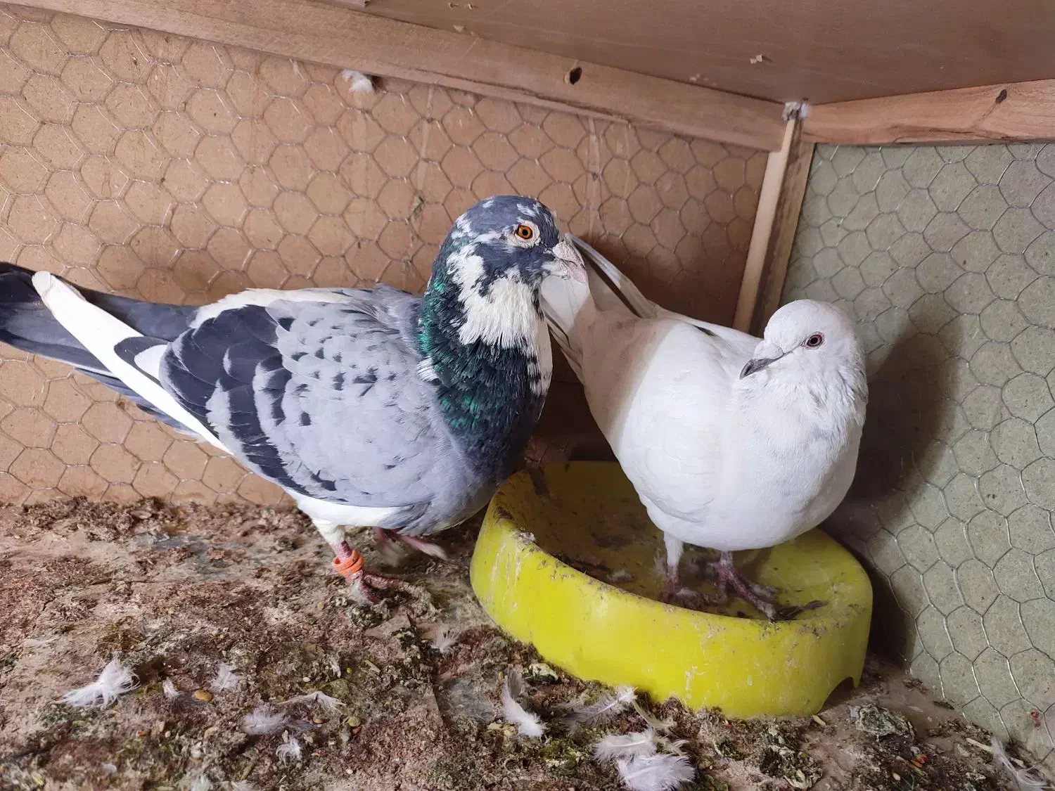 پلاکی زاجر مسافتی ،باهم جفتی800|پرنده|حمیدیا, |دیوار