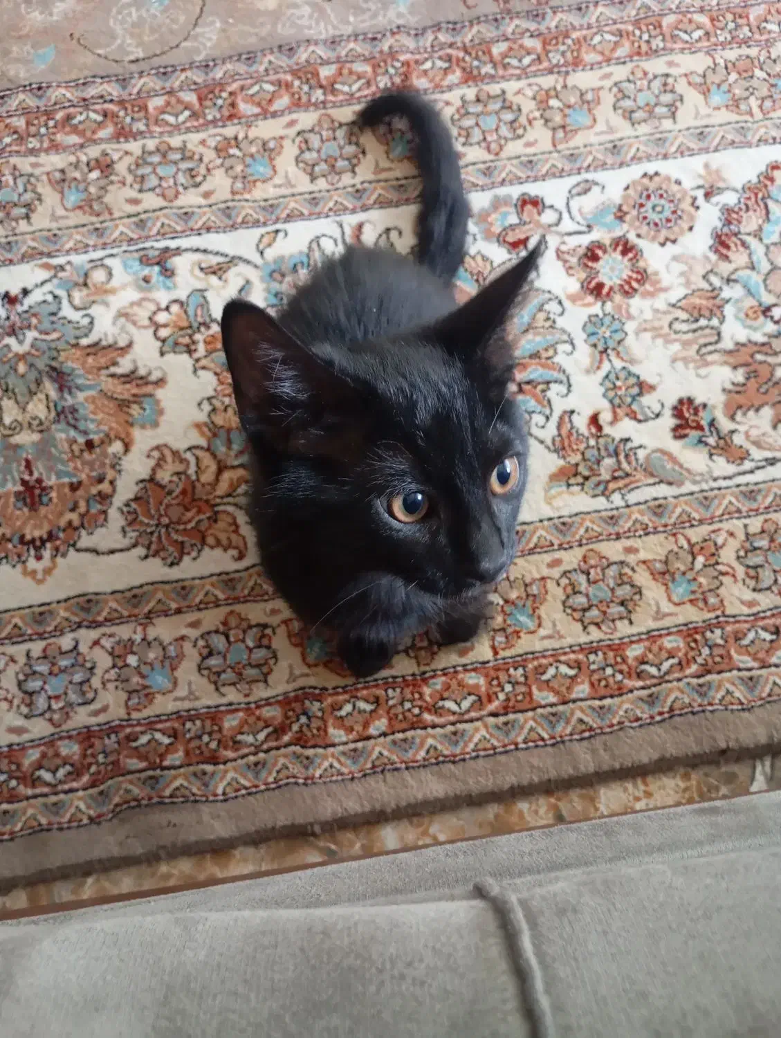 فروش بچه گربه|گربه|همدان, |دیوار