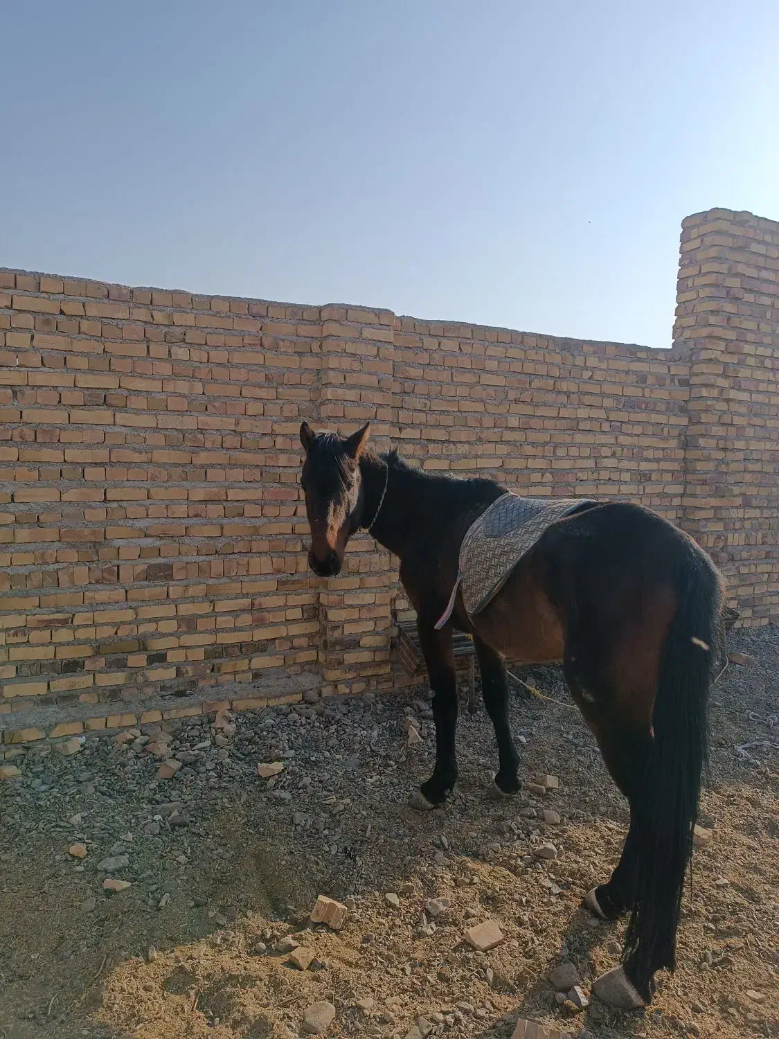 اسب|اسب و تجهیزات اسب‌سواری|تایباد, |دیوار