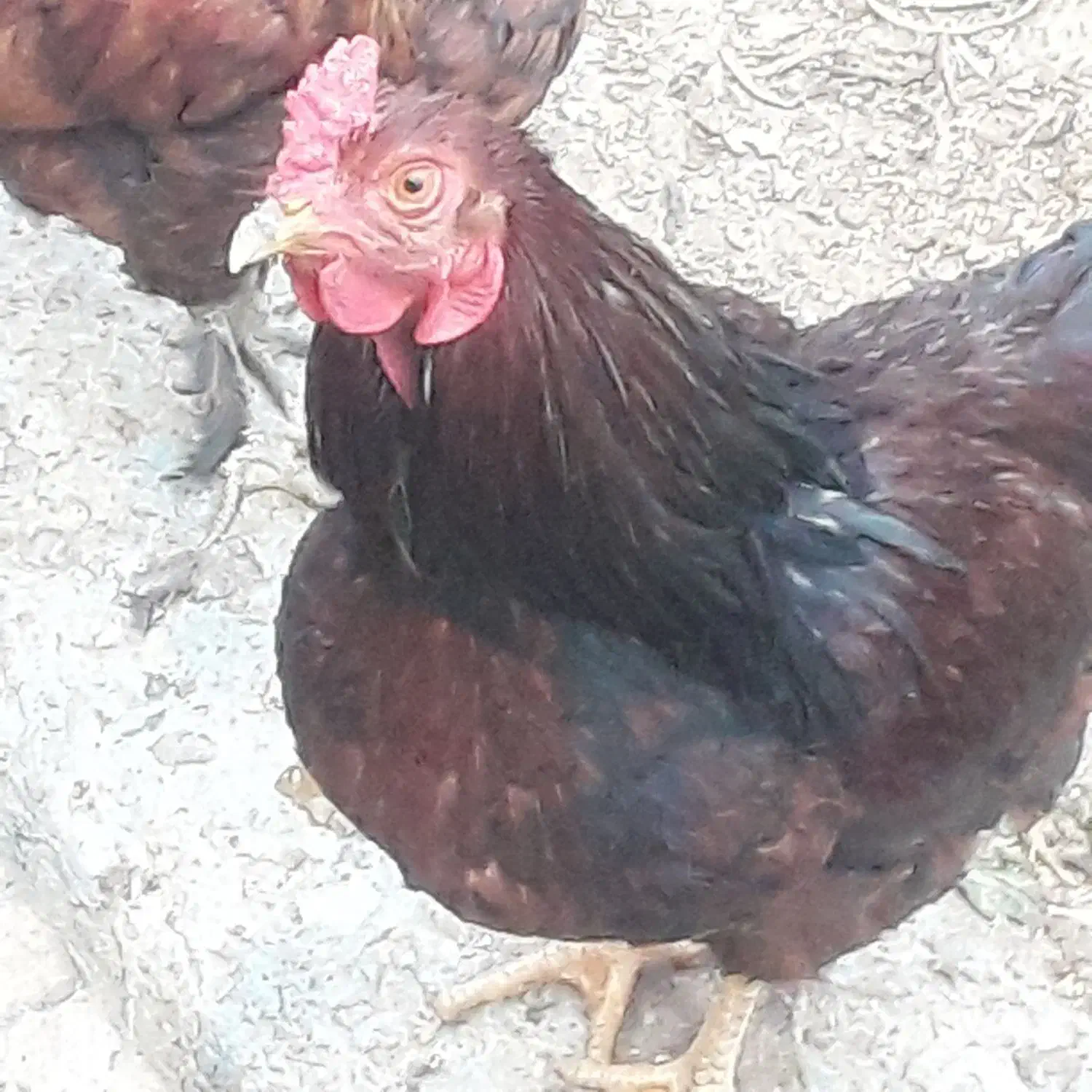 خروس ریشو|حیوانات مزرعه|ورامین, قويينک زهری|دیوار