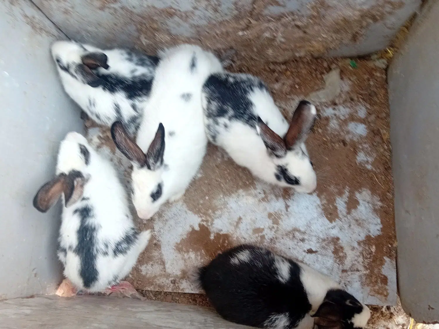 خرگوش|موش و خرگوش|گرگان, |دیوار