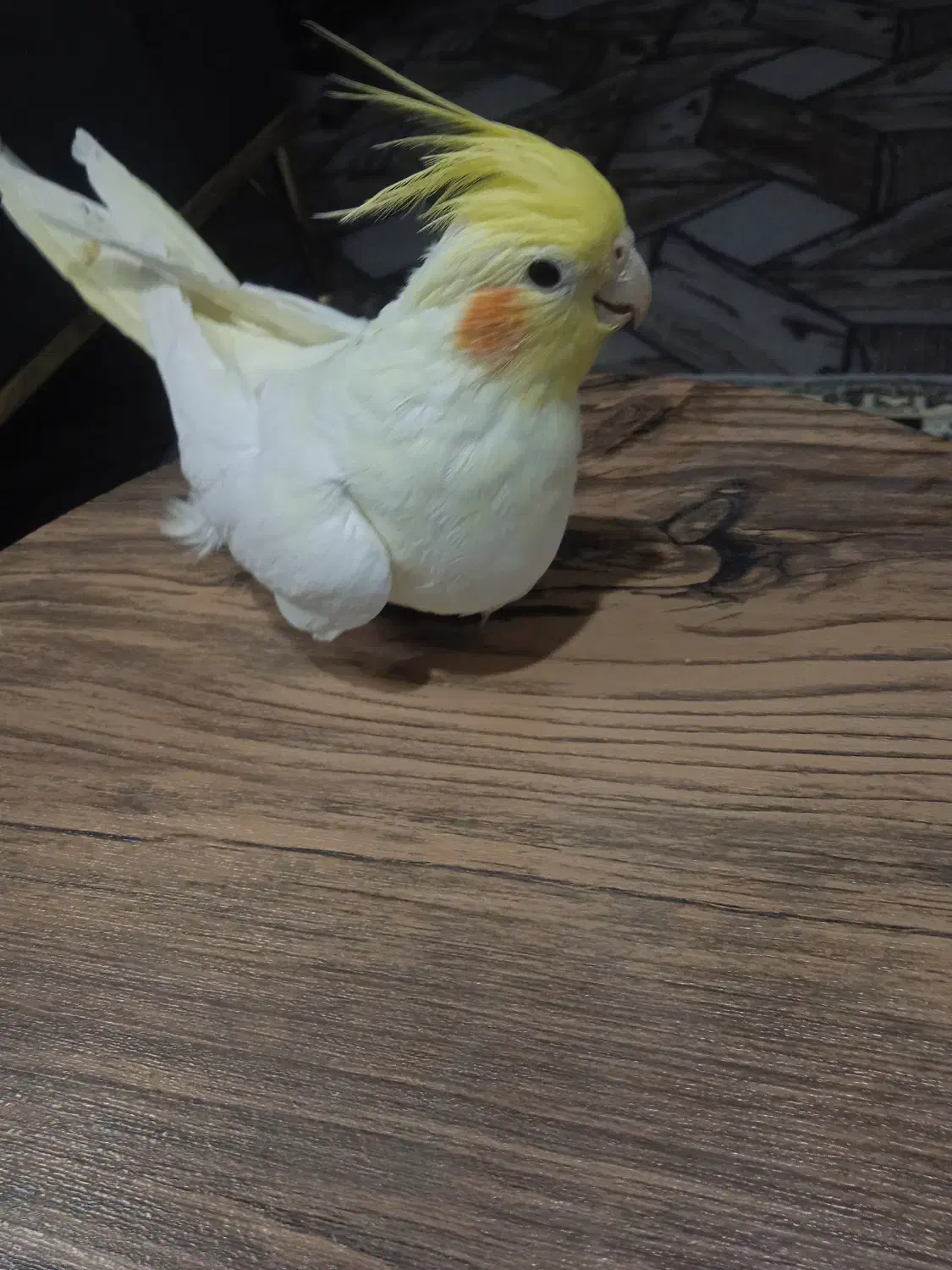 چهار عدد عروس هلندی سخنگو و بانمک|پرنده|مشهد, شهید احمدی روشن|دیوار