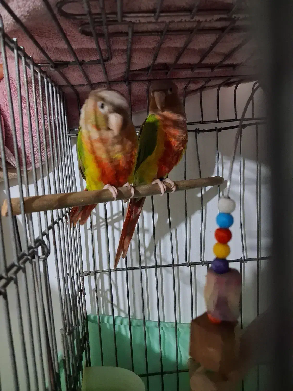 گرینچیک آناناسی یلوساید دبل رد|پرنده|قدس, شهر‌قدس|دیوار