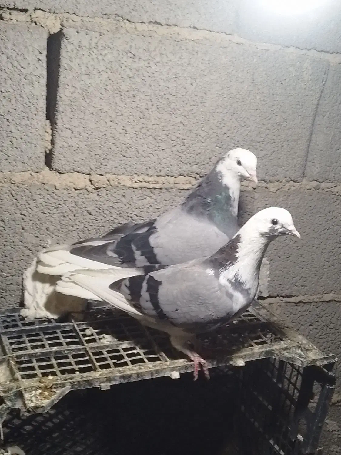 ۵ عدد کبوتر خوب ۱۲۰۰۰|پرنده|ملکان, |دیوار