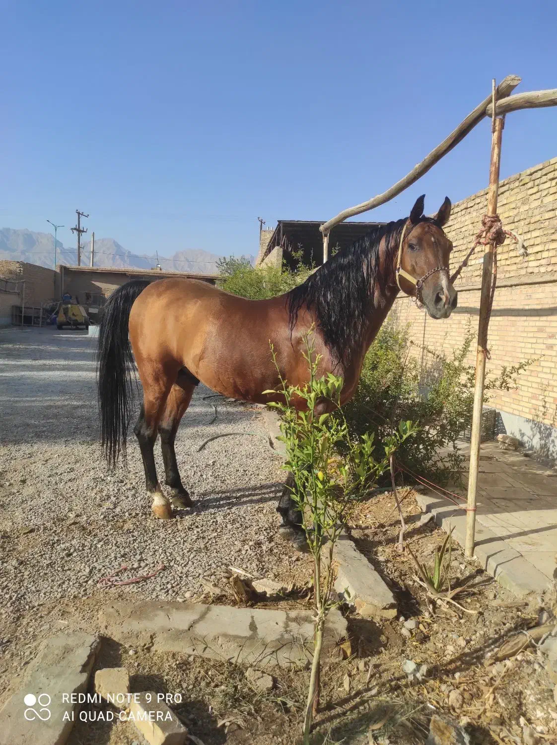 اسب|اسب و تجهیزات اسب‌سواری|یزد, |دیوار