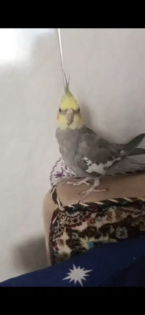 پرنده|پرنده|قم, ولیعصر|دیوار