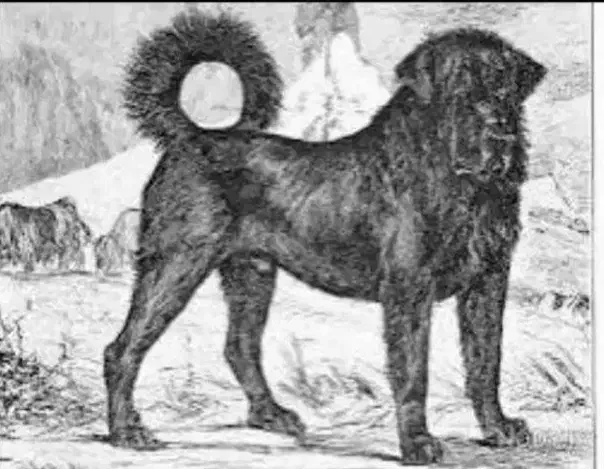 سگ سرابی و دو رگه|سگ|اردبیل, |دیوار