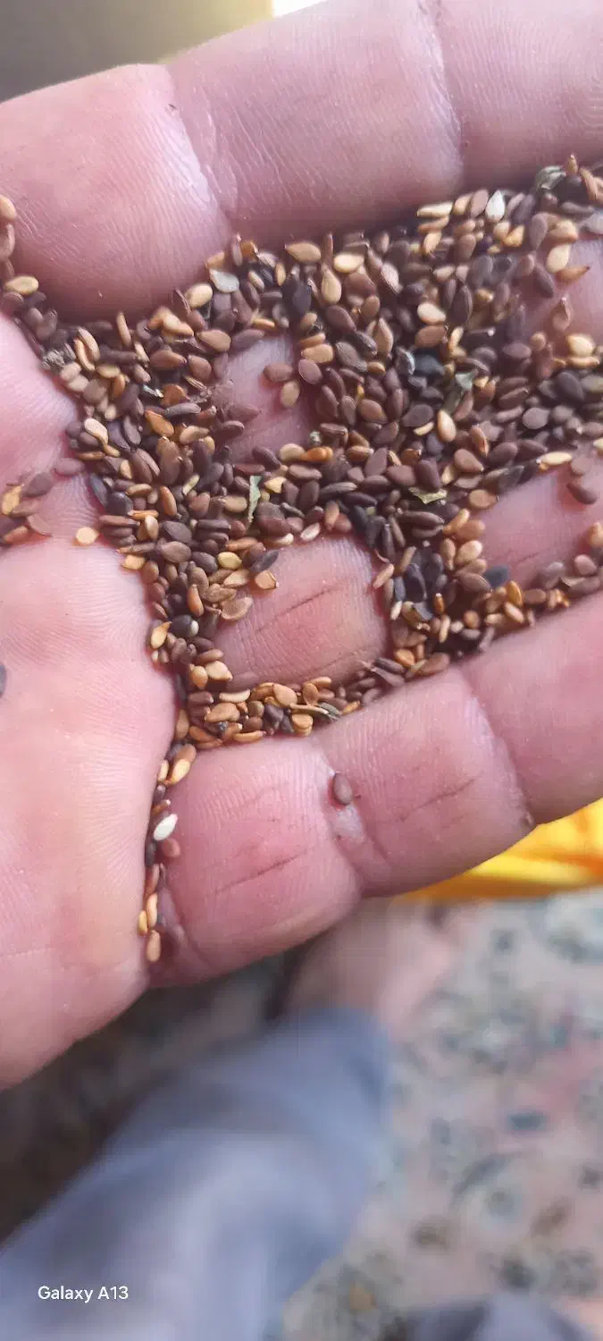 کنجد|حراج|برازجان, |دیوار