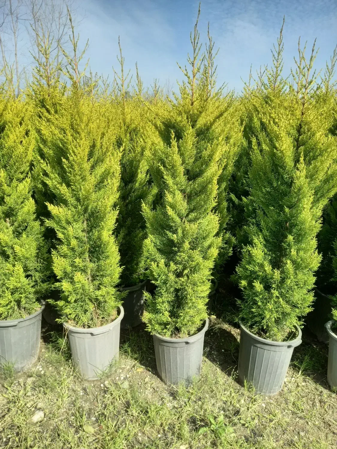 کاج طلایی|گل و گیاه طبیعی|کهن آباد, |دیوار