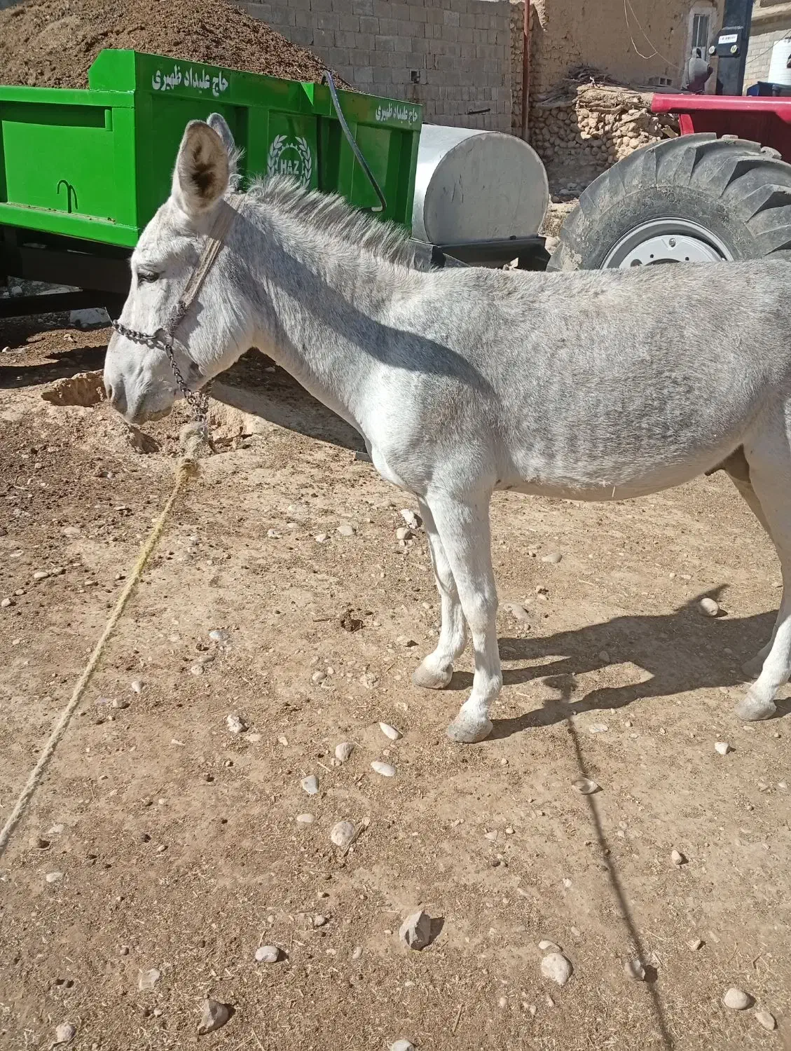 الاغ نر جوان|حیوانات مزرعه|دشمن زیاری, |دیوار