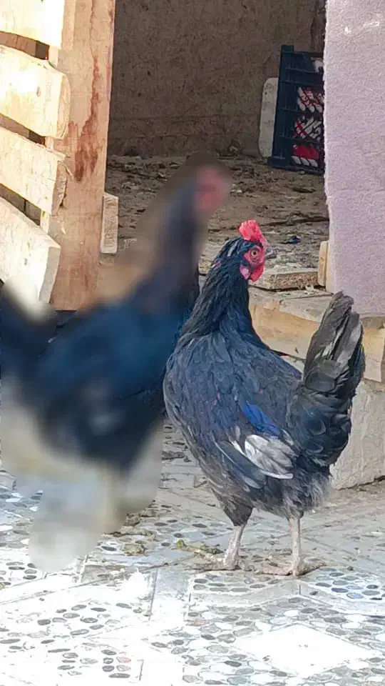 مرغ|حیوانات مزرعه|خرمشهر, |دیوار