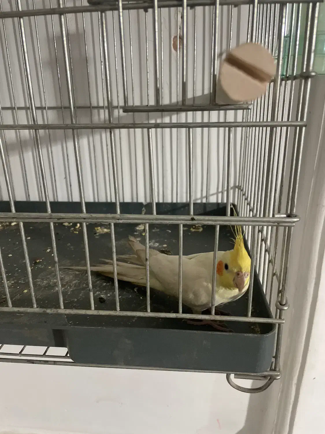 عروس هلندی|پرنده|سبزوار, شهدا|دیوار