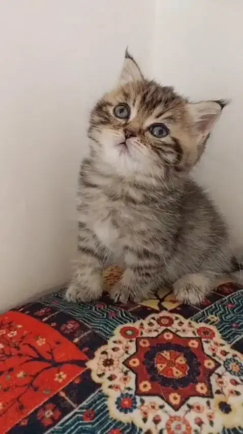 بریتیش|گربه|مشهد, عبادی|دیوار