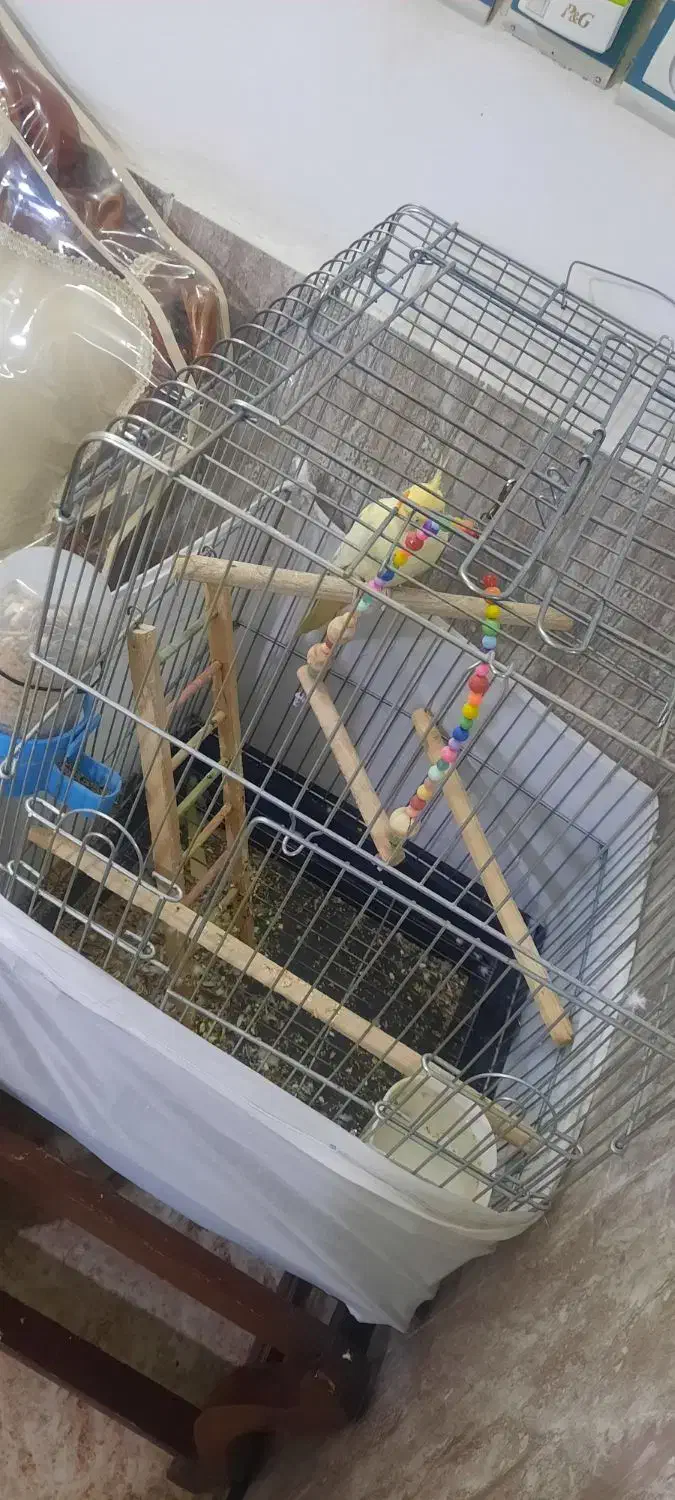 عروس هلندی با قفس|پرنده|پاکدشت, پاکدشت (مامازند)|دیوار