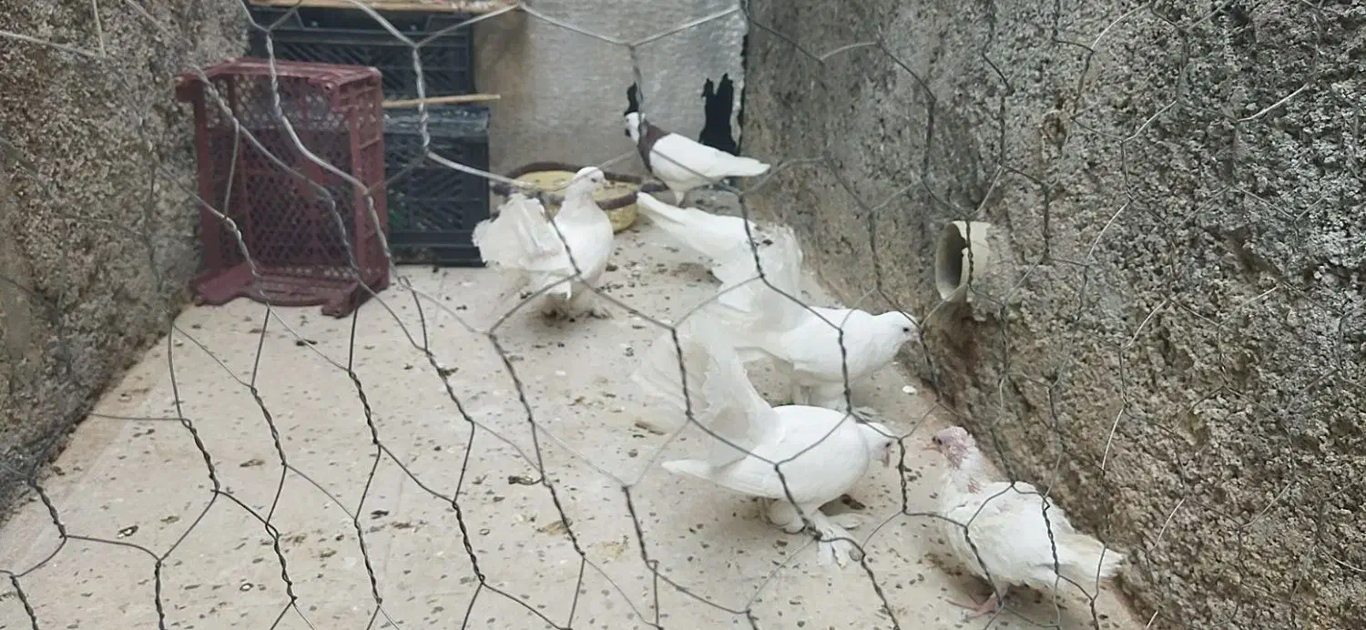 یه دسته کبوتر بی نقص خاص وارزون|پرنده|دهدشت, |دیوار