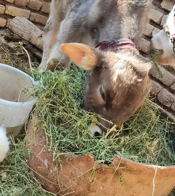 گوساله نر|حیوانات مزرعه|گلپایگان, |دیوار