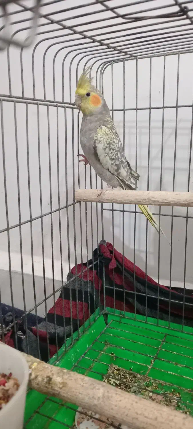 پرندگان|پرنده|حمیدیه, |دیوار