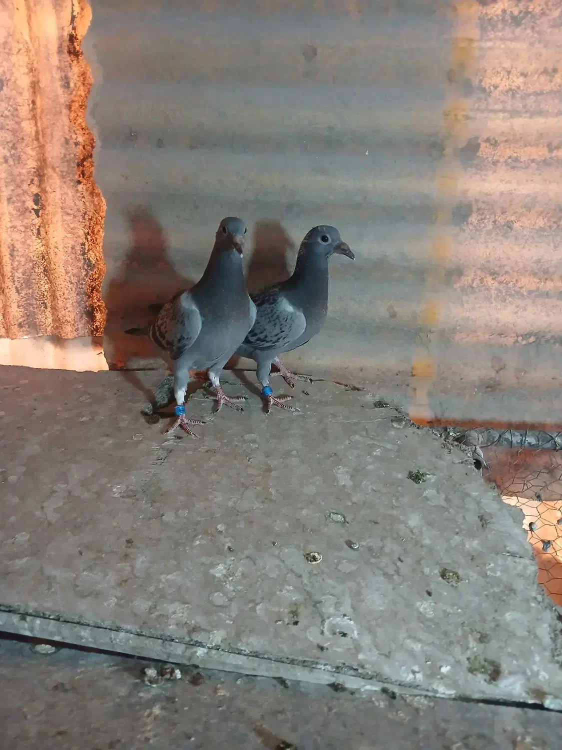 پلاکی.دوکت|پرنده|مبارکه, |دیوار