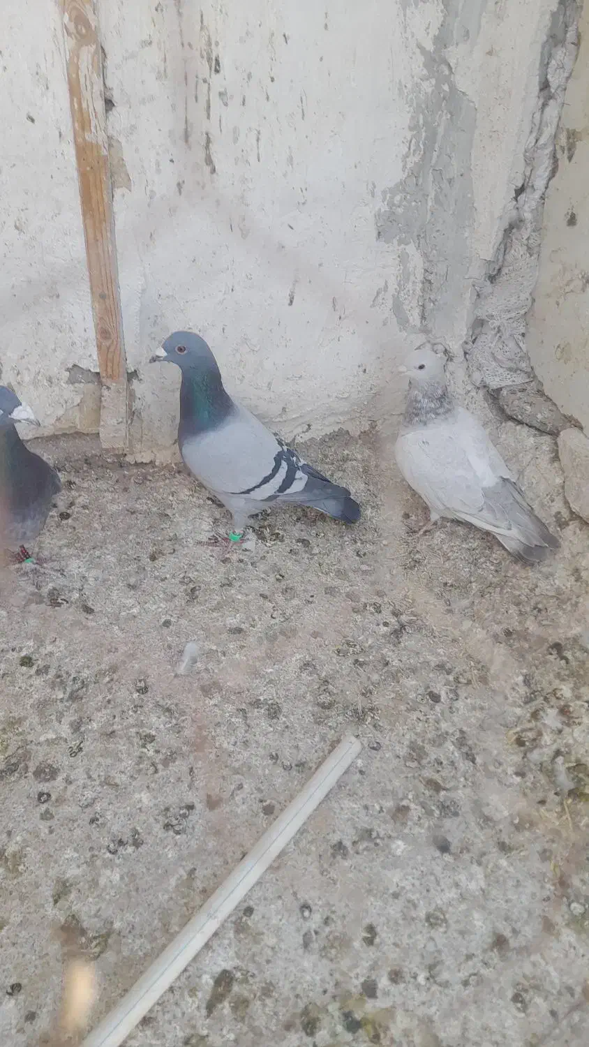 کفتر صید|پرنده|تایباد, |دیوار