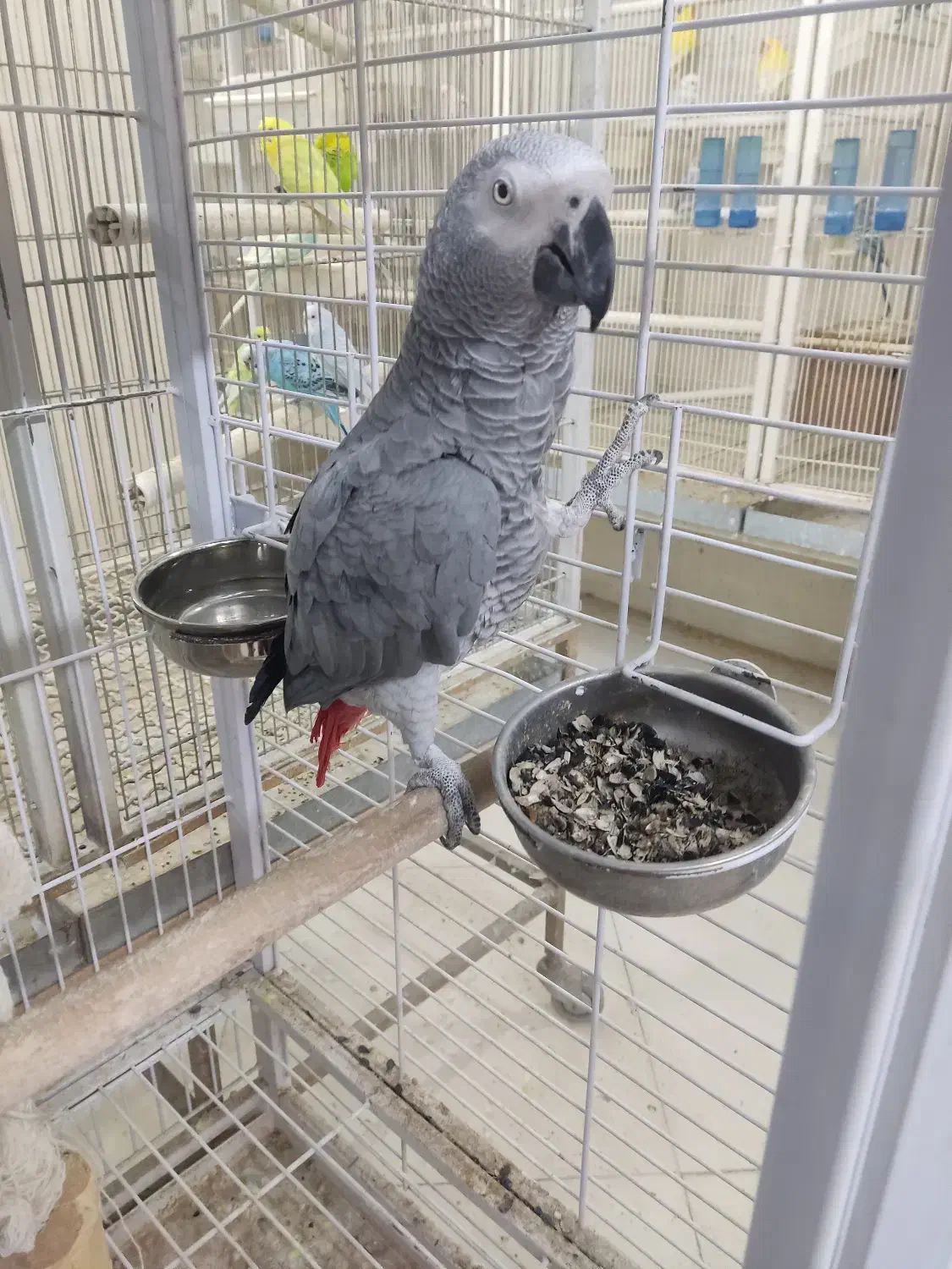 بزرگترین پت شاپ و قصر پرنده در سمنان|پرنده|سمنان, |دیوار