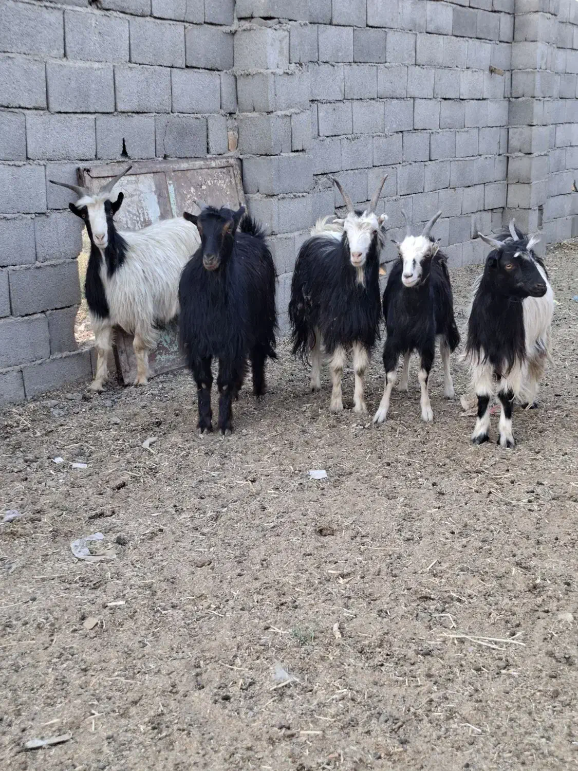 چپش بز رش|حیوانات مزرعه|پاکدشت, پاکدشت (مامازند)|دیوار