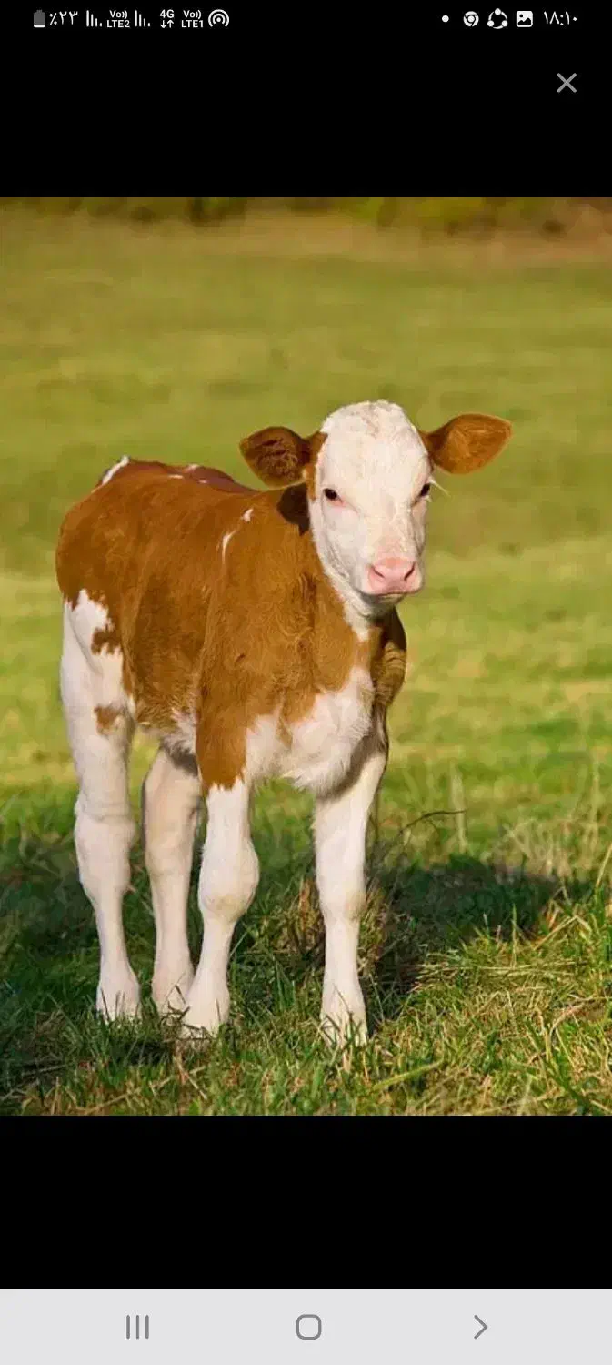 فروش گاو و گوساله سیمنتال وهلشتاین درجه|حیوانات مزرعه|اصفهان, مرداویج|دیوار