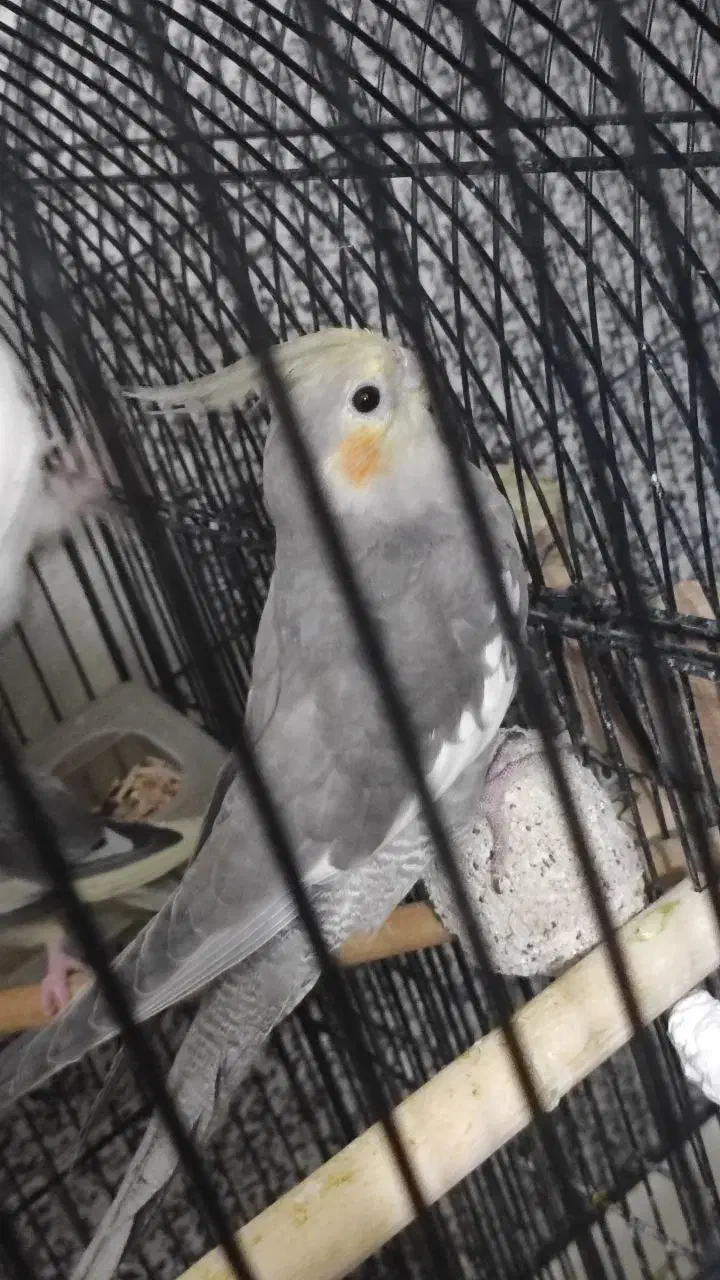 عروس هلندی نر و ماده جفت|پرنده|شیراز, شهرک والفجر|دیوار