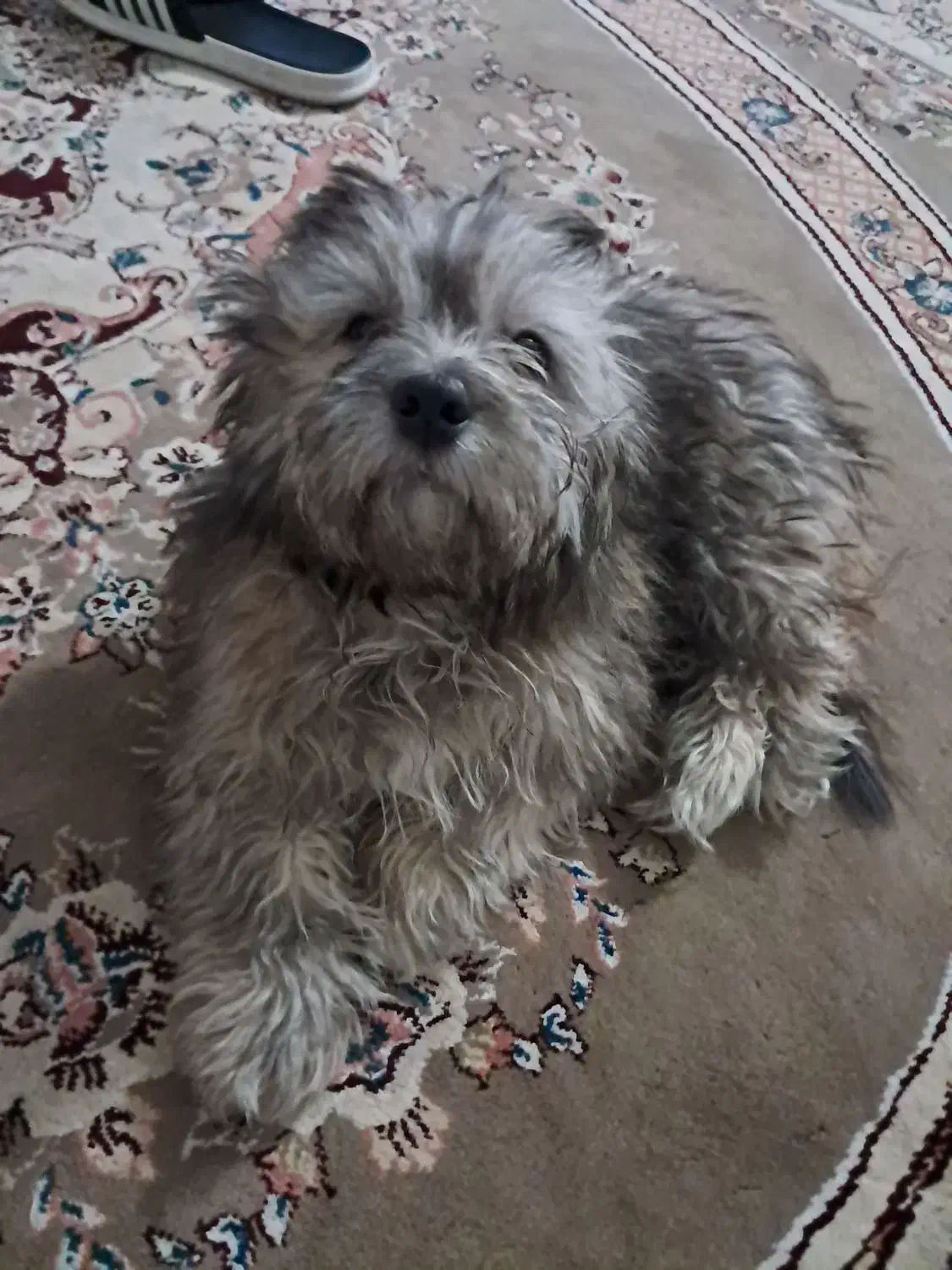 فروش سگ خانگی|سگ|اصفهان, بهارستان|دیوار