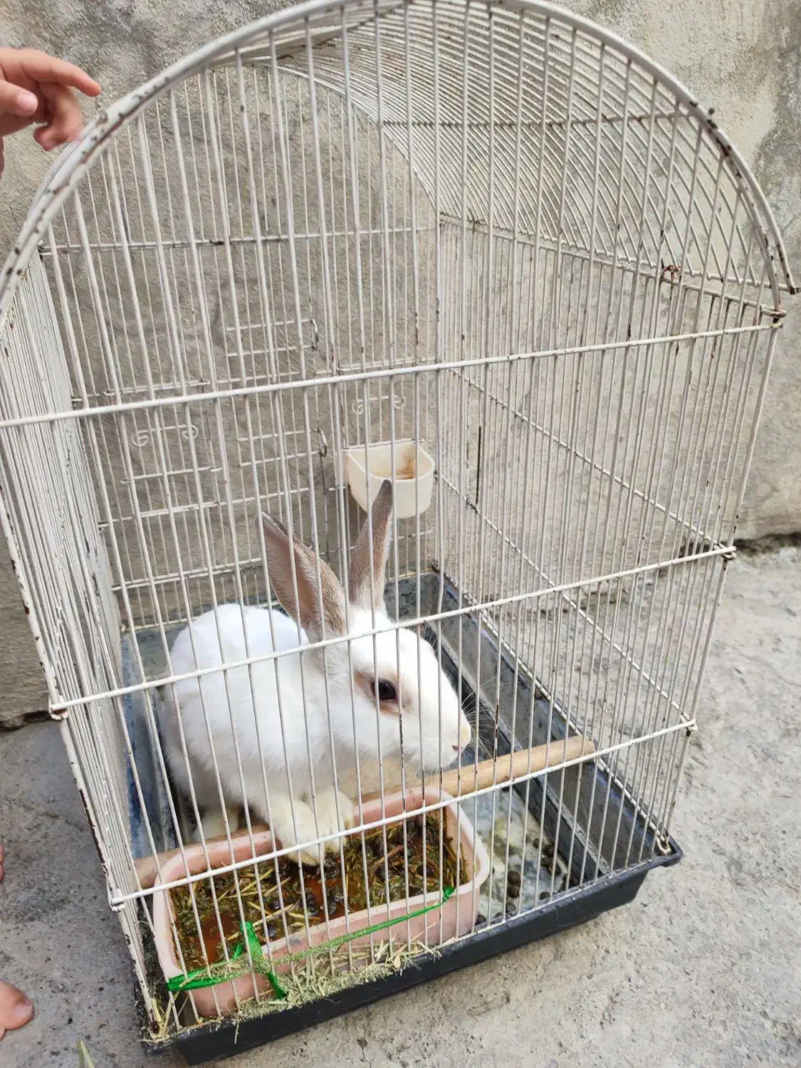 خرگوش|موش و خرگوش|کرمانشاه, |دیوار