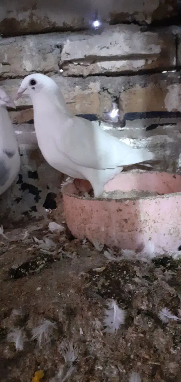 کفتر فروشی|پرنده|تایباد, |دیوار