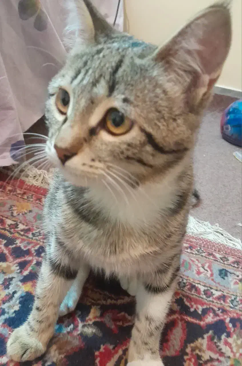 گربه گمشده|حیوانات|سمنان, |دیوار