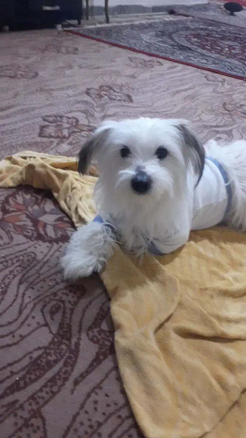 فروشی|سگ|دماوند, گیلاوند|دیوار