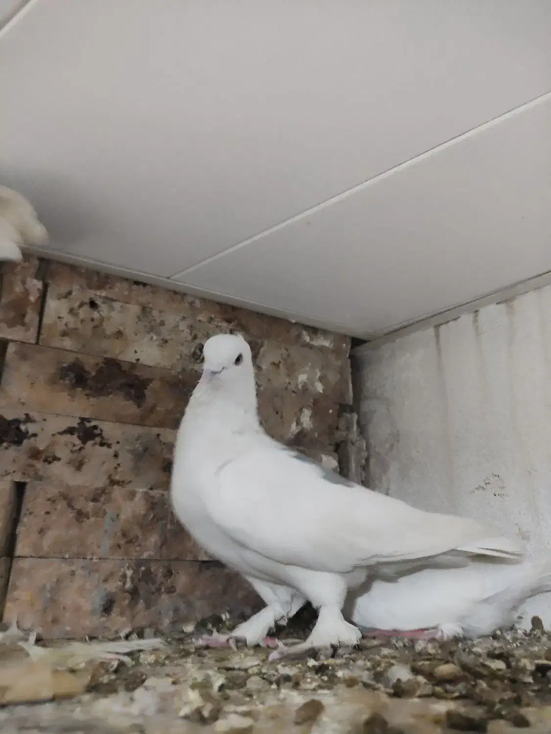 کبوتر مفت|پرنده|یاسوج, |دیوار