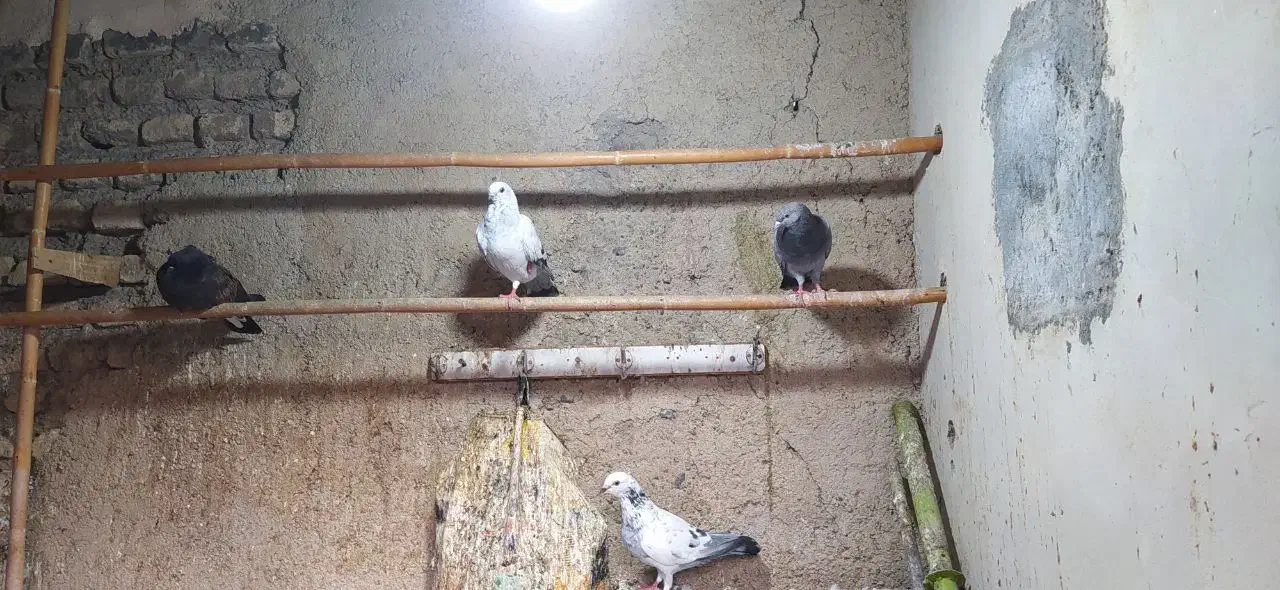 کبوتر|پرنده|گرگان, |دیوار
