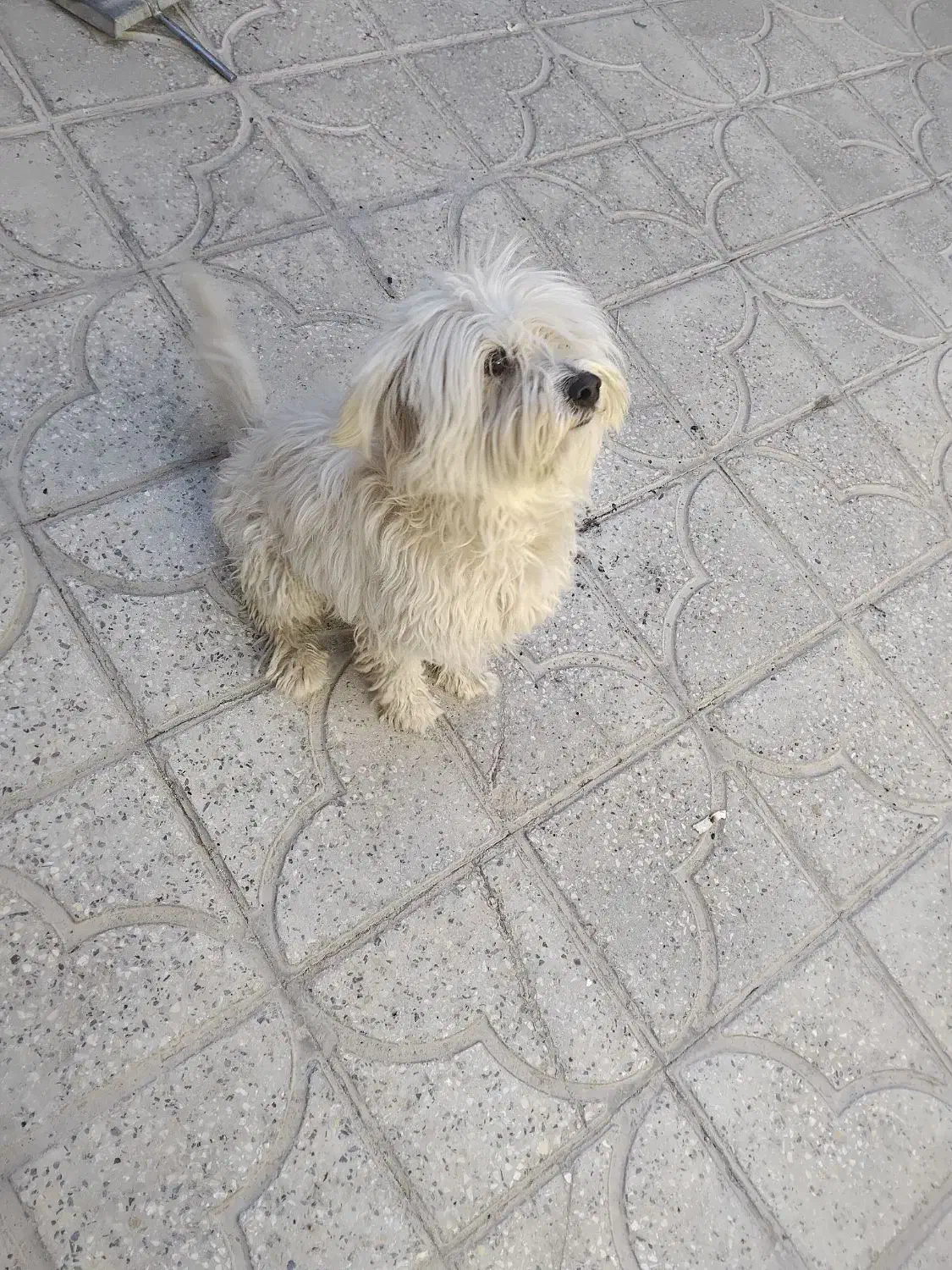 بچه پیدا شده|حیوانات|یاسوج, |دیوار