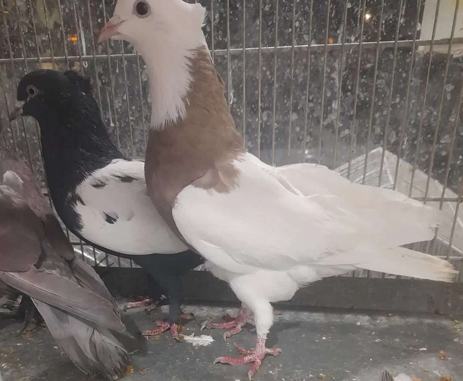 کفتر رنگی|پرنده|قم, جمکران|دیوار