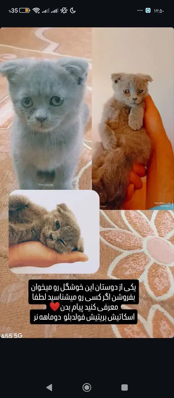 گربه اسکاتیش2ماهه|گربه|مشهد, شاهد (شهرک غرب)|دیوار