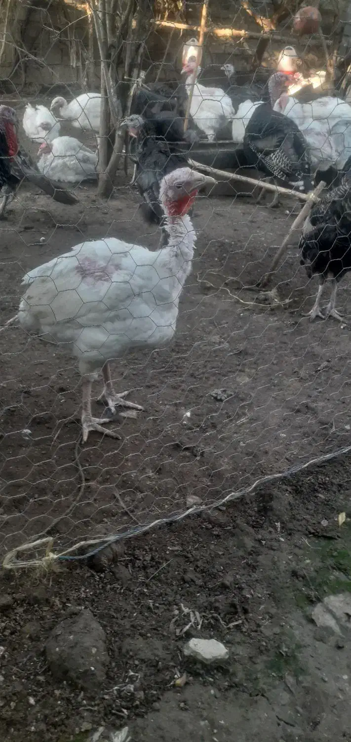 بیوتی کاملا ارگانیک|حیوانات مزرعه|جویبار, |دیوار