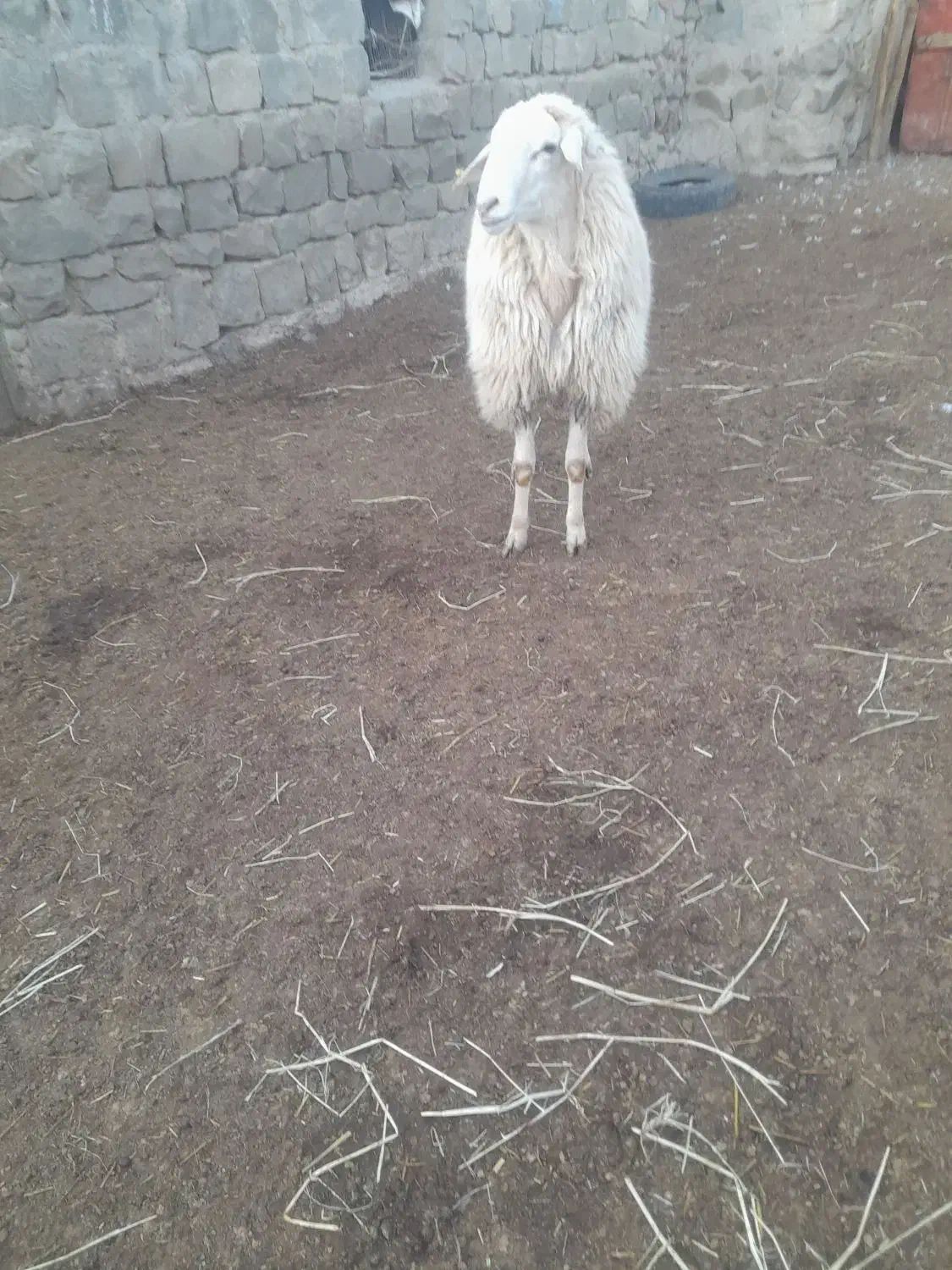 قوچ|حیوانات مزرعه|انگوت, |دیوار