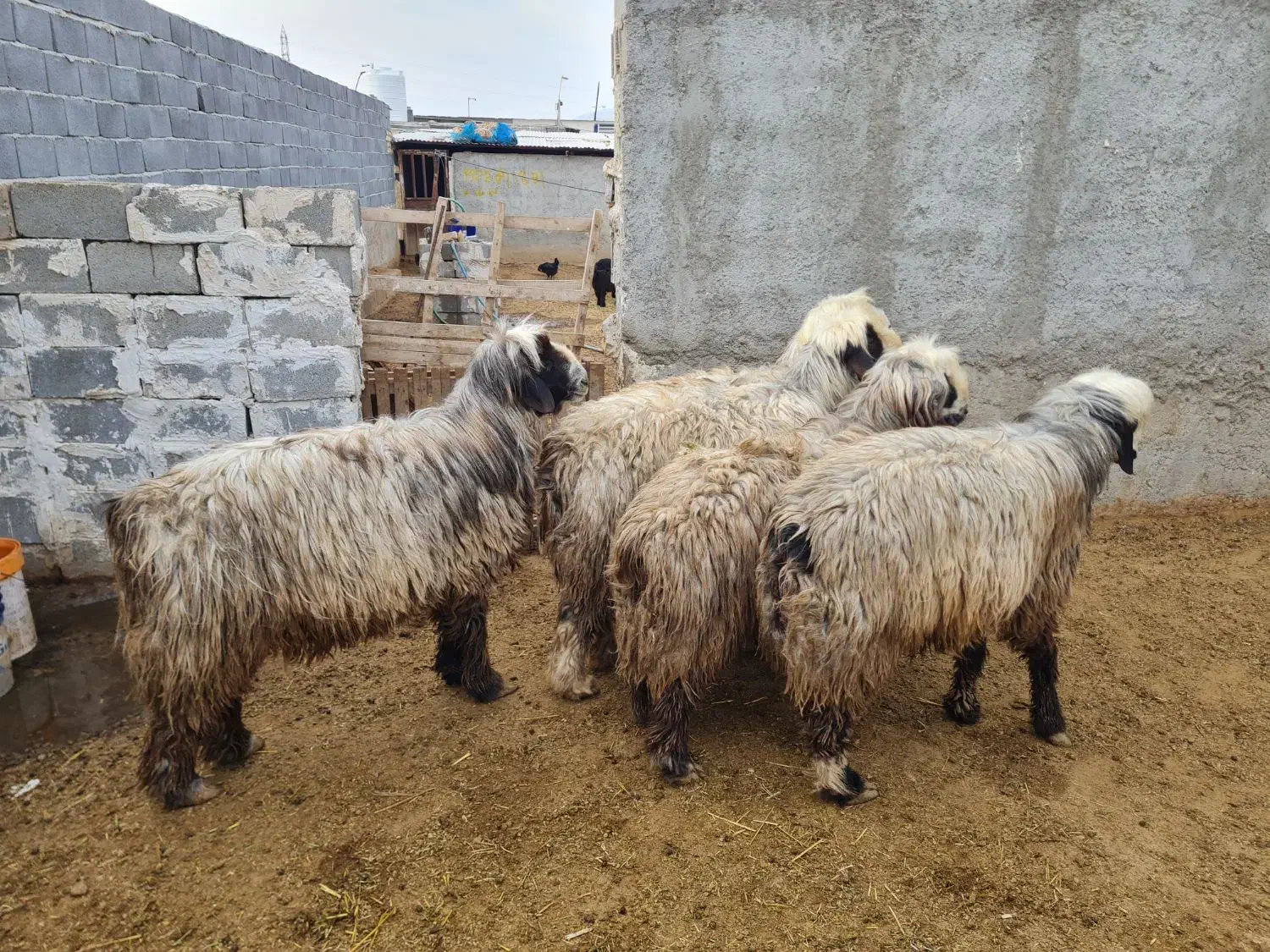 کوهه قوچ|حیوانات مزرعه|مرودشت, استادیوم‎|دیوار