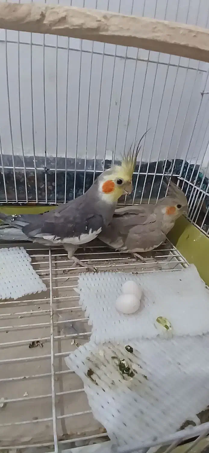 عروس هلندی|پرنده|قدس, شهرقدس|دیوار