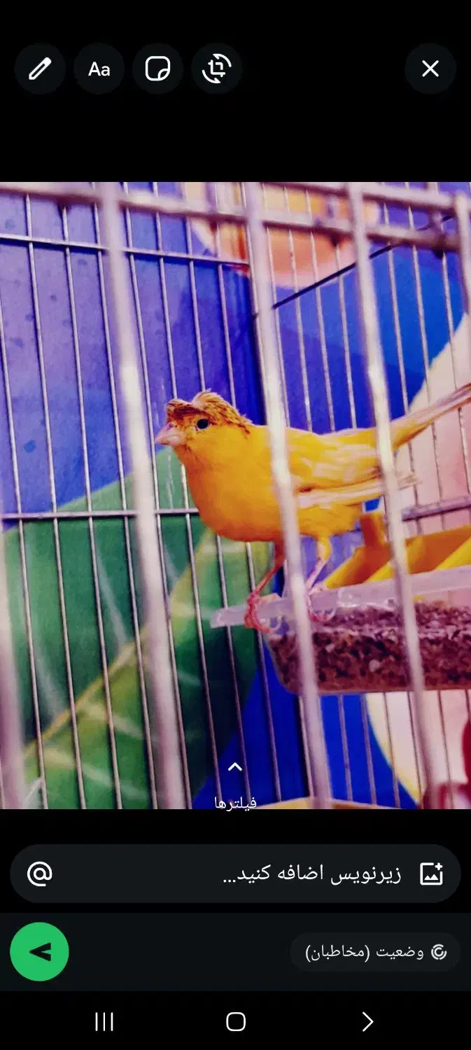 قناری نر|پرنده|خمینی‌شهر, |دیوار