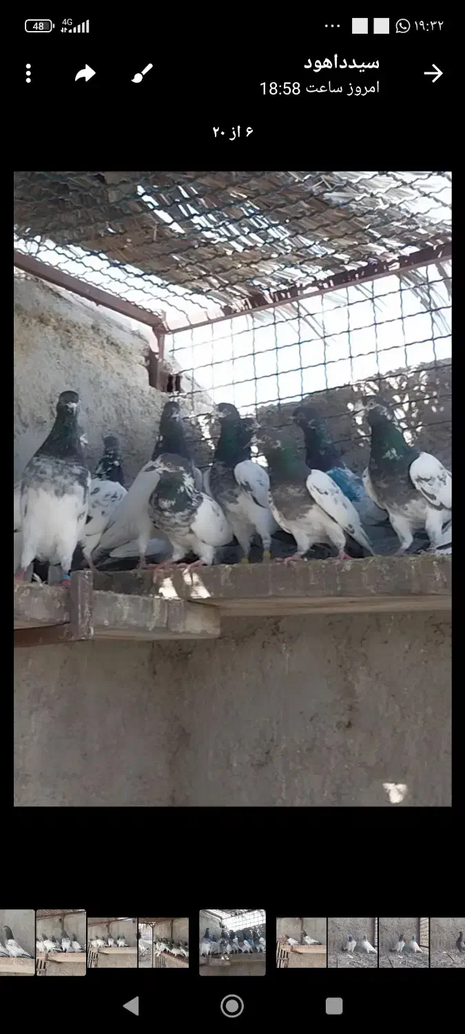 کفتر پاکستانی تیدی|پرنده|کهنوج, |دیوار