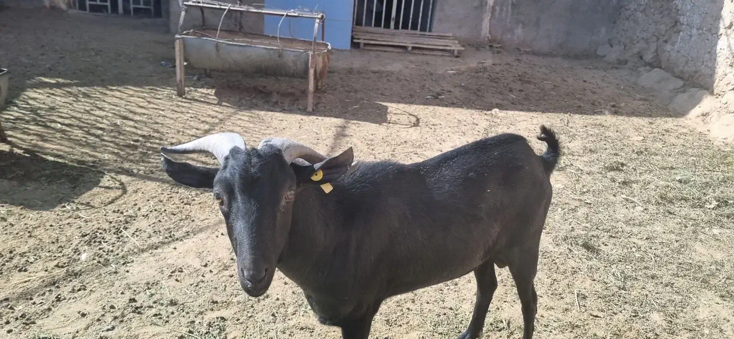 چپیش مورسیا اصل وادراتی|حیوانات مزرعه|زارچ, |دیوار