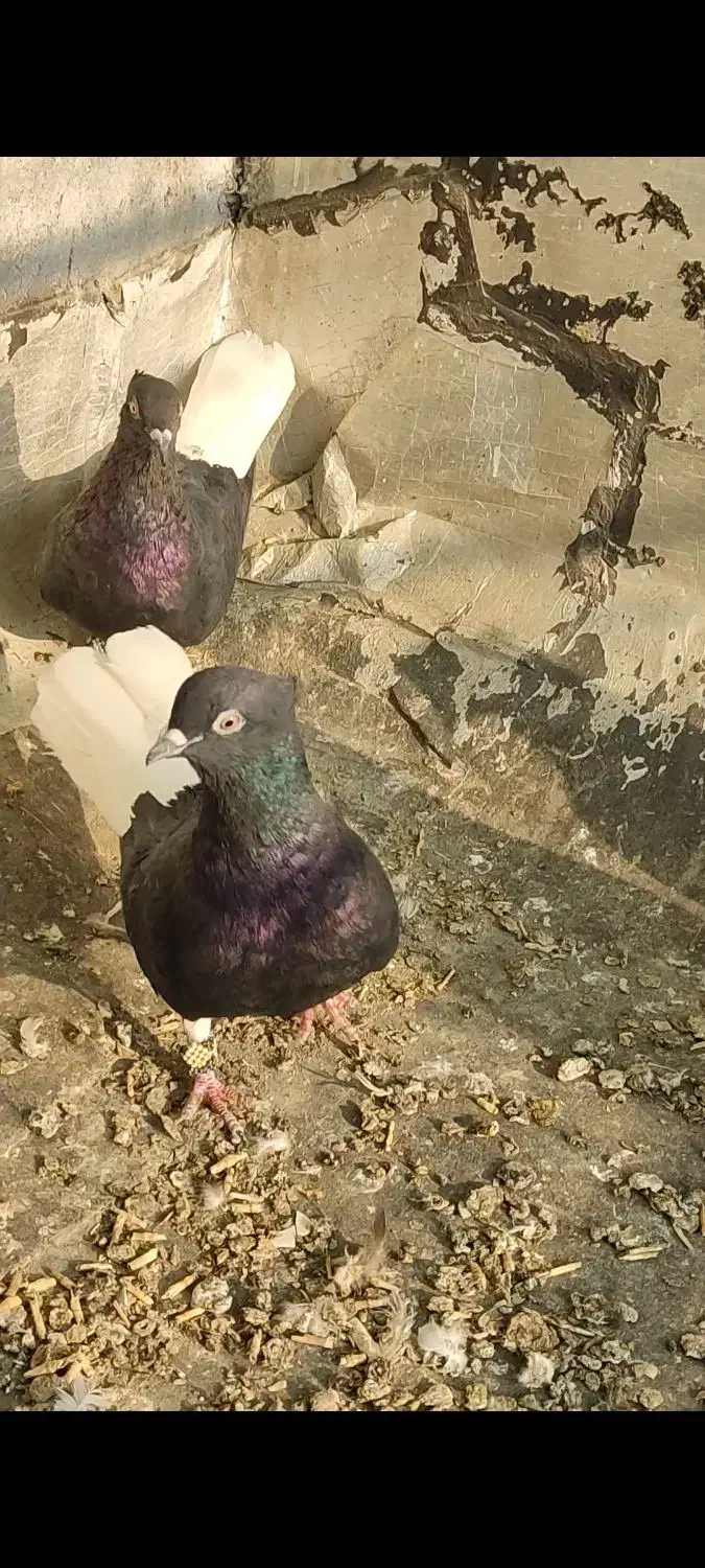 اشعل|پرنده|باوی, |دیوار