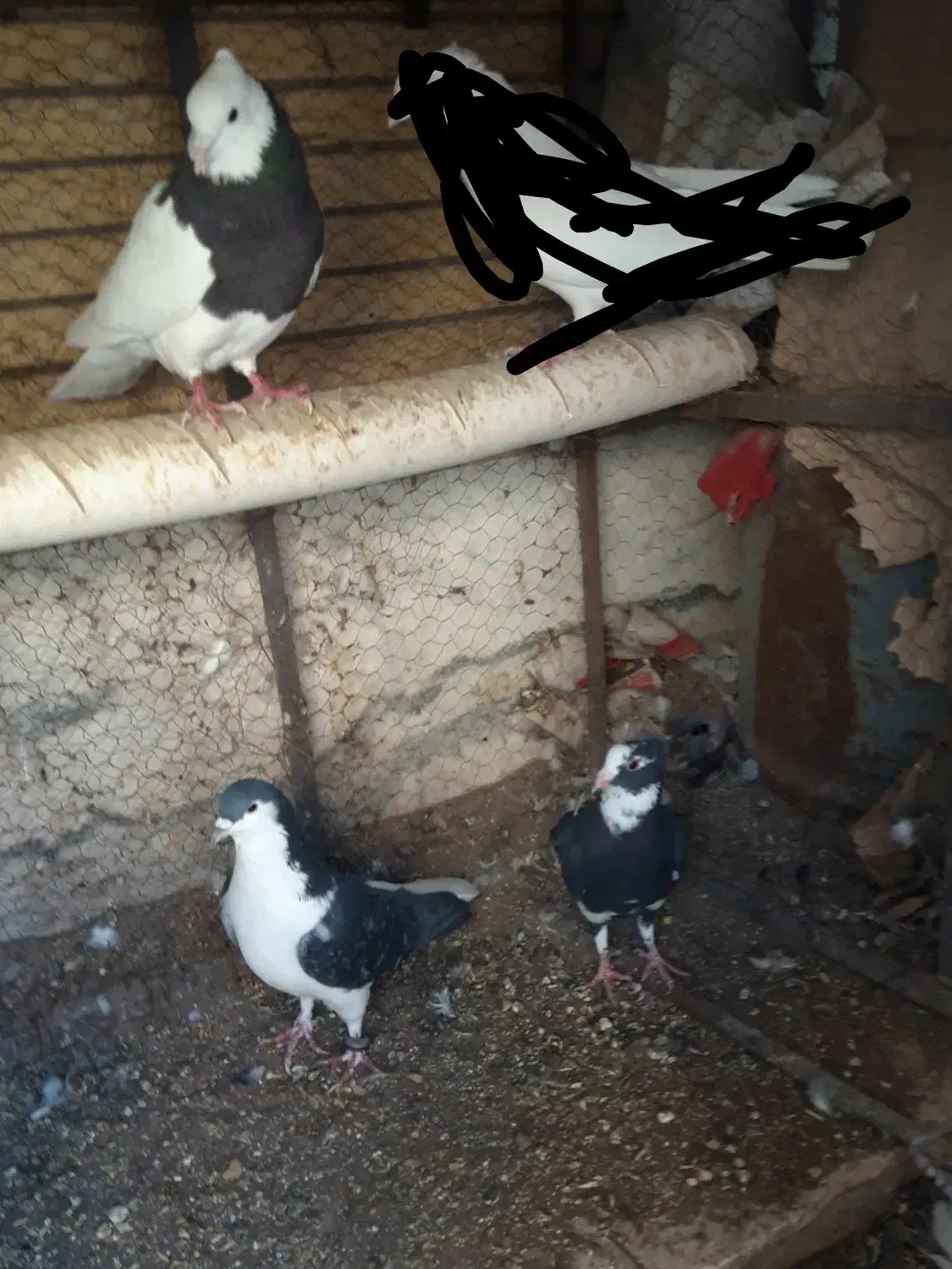 طوقی امری شیرازی پلنگ خوشکل بدون عیب|پرنده|رفسنجان, |دیوار